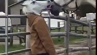 Un cheval rencontre une tête de licorne