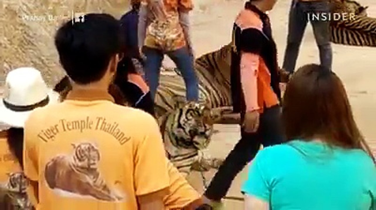 these men work at a tiger sanctuary