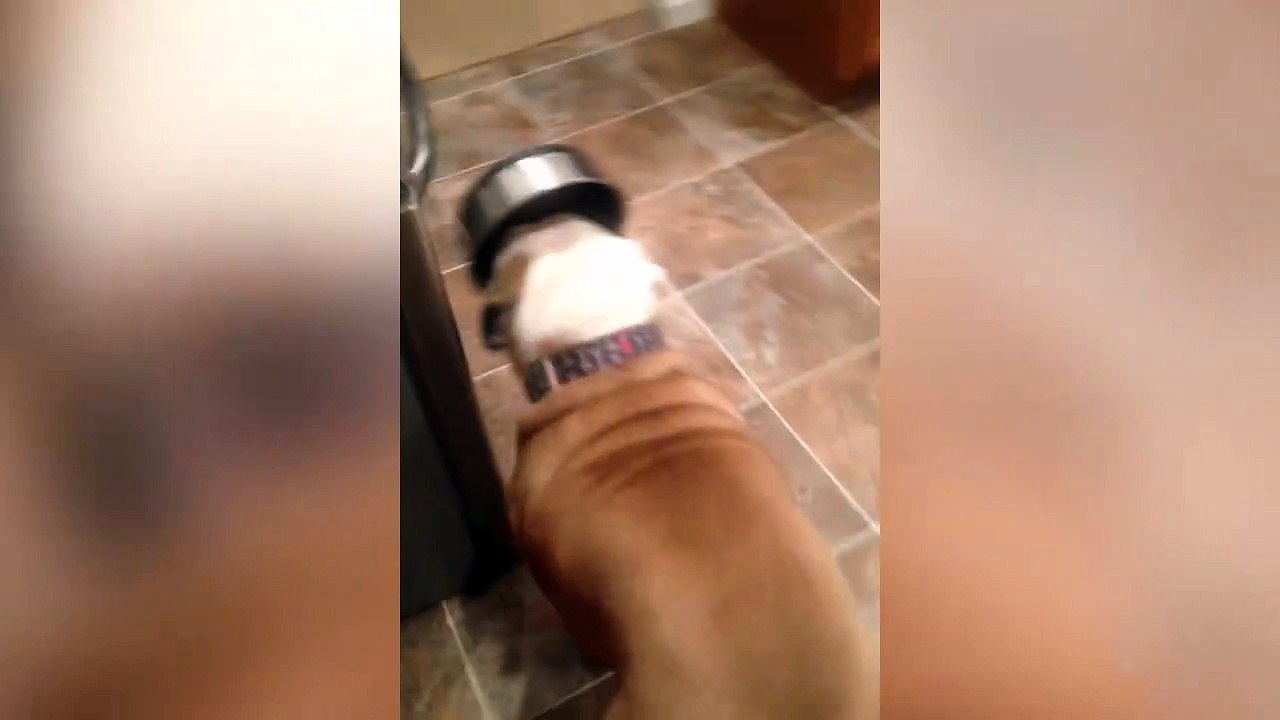 Ce chien affamé prend tout les risques pour apporter sa gamelle à son maitre... A l'aveugle!