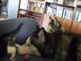 Dois huskies conhecem o mais novo membro da família...e reagem da fora mais FOFA possível. Assista!