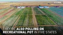 US voters also hitting voting booths over recreational pot.