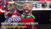 These rescued pit bulls can t stop kissing each other