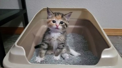 Gatinha nunca havia usado uma caixa sanitária – e vê-la descobrindo como fazê-lo é hilário!