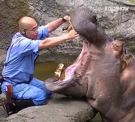 This cute hippo just loves going to the dentist