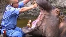 This cute hippo just loves going to the dentist