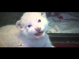 Conservación de leones blancos en México