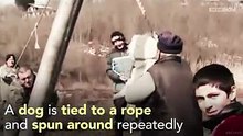 These dogs are not being killed. They suffer immense trauma. But some