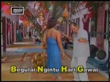 Begulai Ngintu Hari Gawai