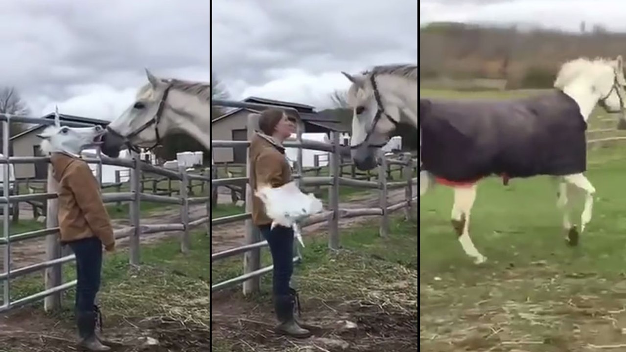 Un cheval fait la rencontre d'une licorne