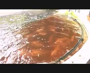 L'aquaponie au Lycée agricole du Robert en Martinique