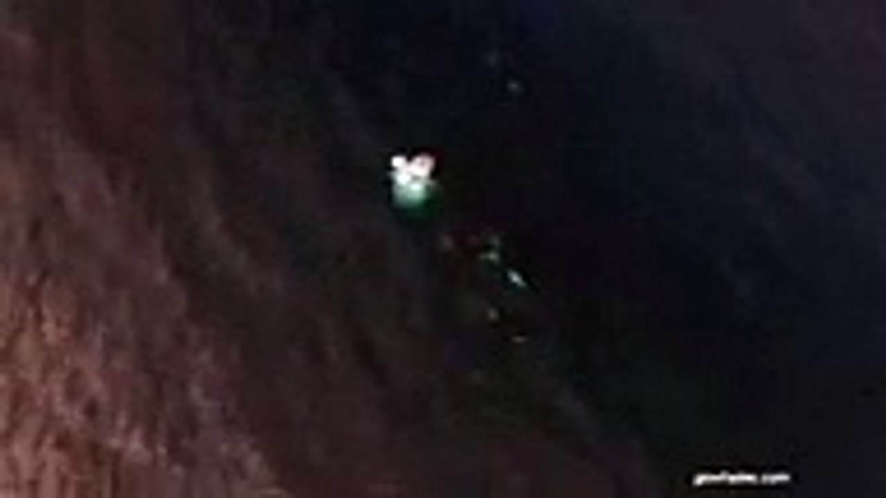 Une orque attrape et dévore un requin