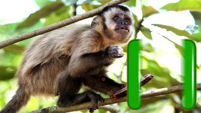 Learning Zoo Animals For Kids | Lets Go To The Zoo | At The Zoo Video For Children