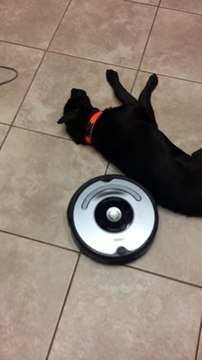Roomba vs chien paresseux