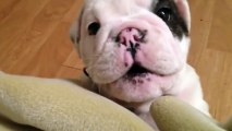 Un Cucciolo di BullDog veramente ARRABBIATO!