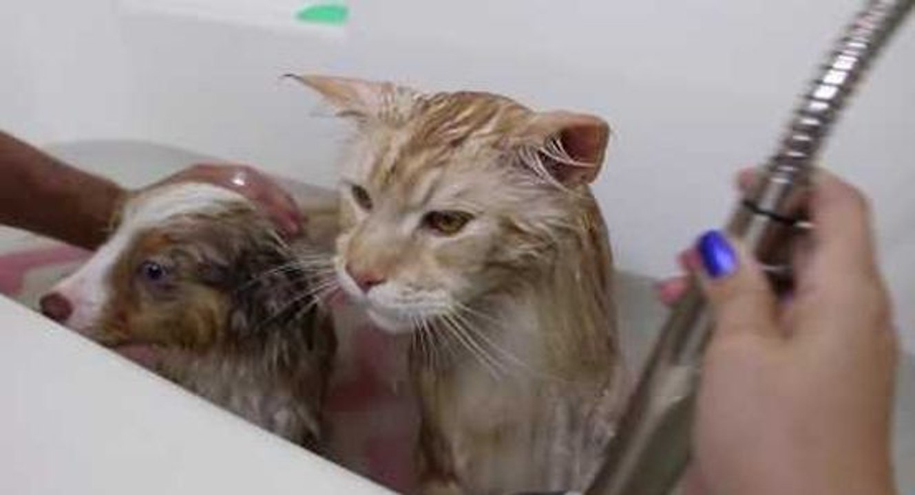 Un chat et un chiot prennent un bain ensemble !