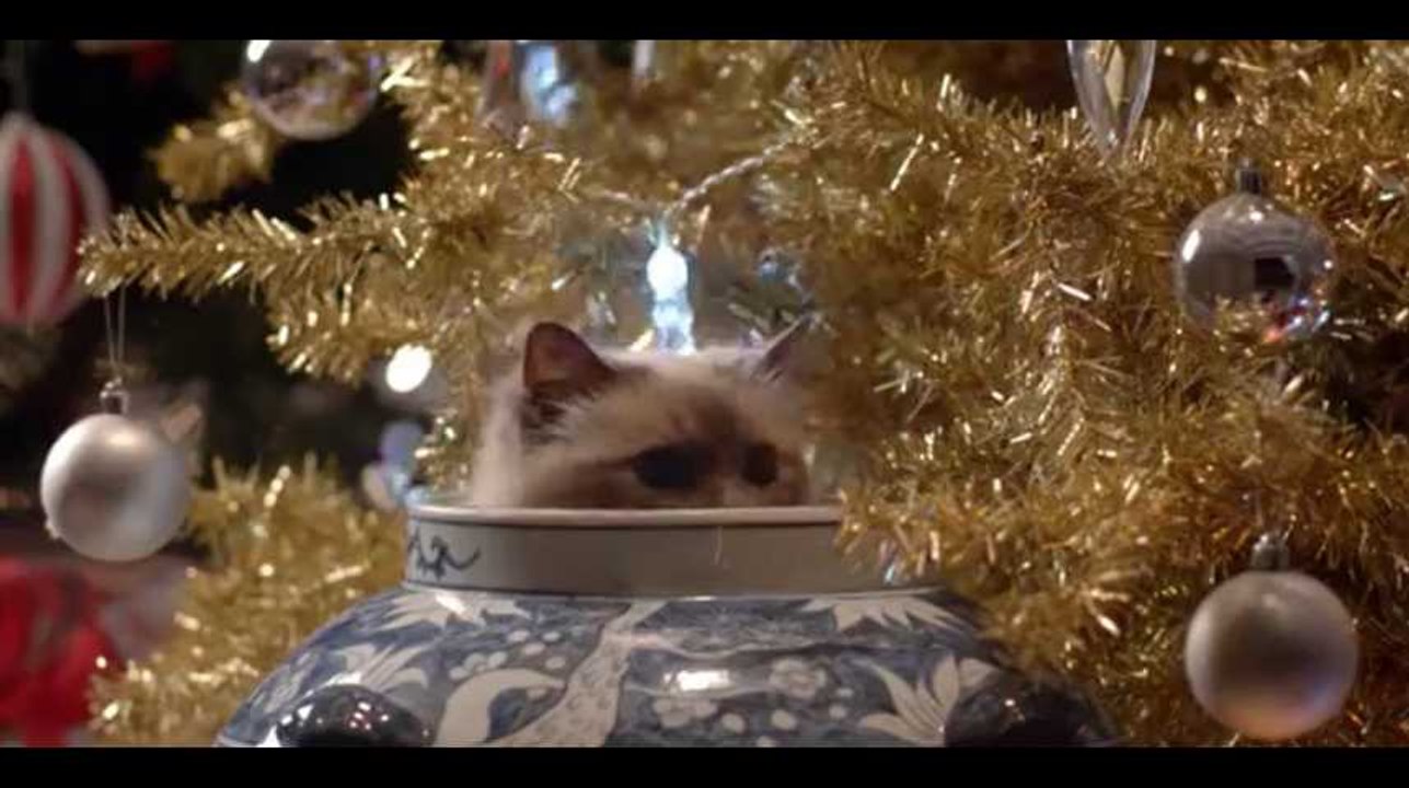 Des sapins, des décorations de Noël... et des chats ! Gare aux dégâts !