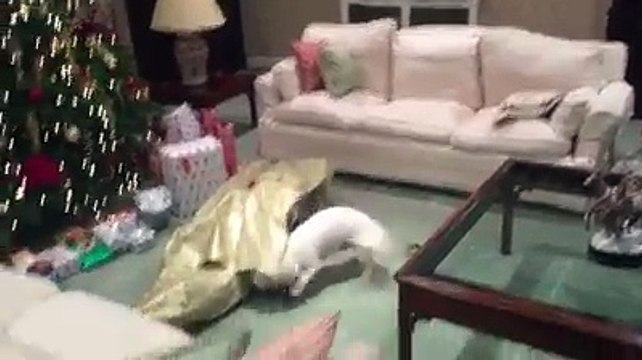 Il cane scarta il pacco regalo sotto l’albero di Natale e trova… il padrone!