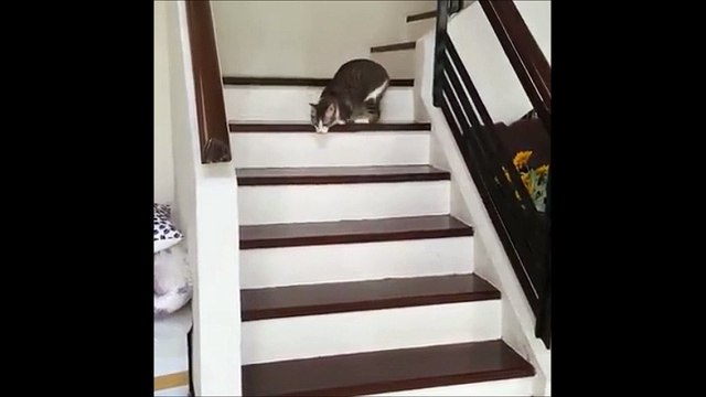 Amputé de deux pattes, ce chat a malgré tout appris à marcher, courir et sauter