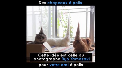Des chapeaux pour chat fait à partir de leurs propres poils !