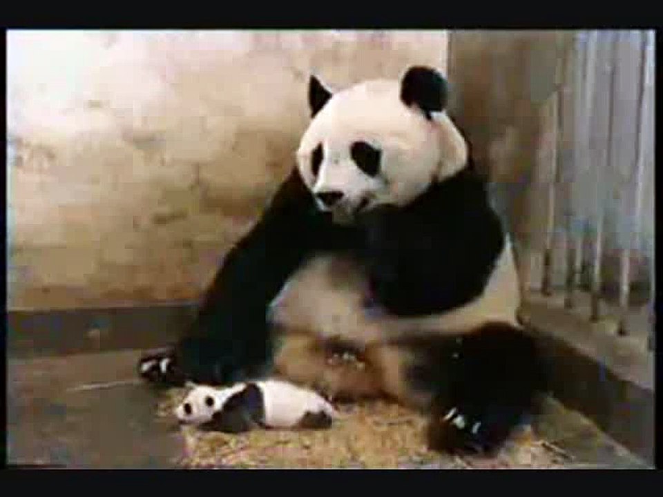 OMG Funny Panda Sneezing