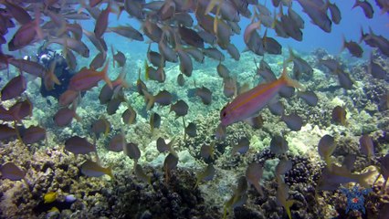 Kona Honu Signature Dive: Naia