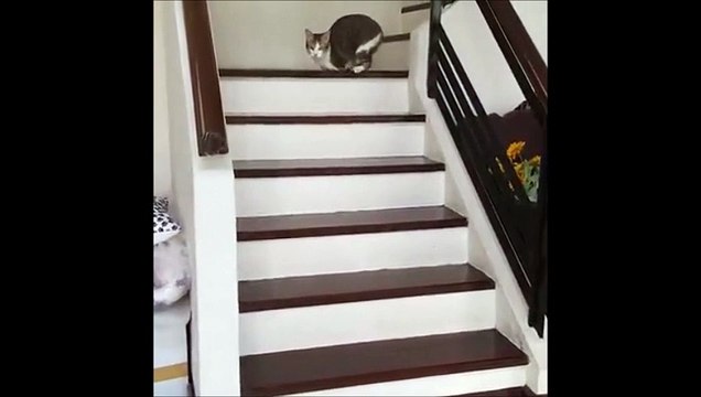 Ce chat n'a plus que 2 pattes mais ça n'a pas l'air de le gêner plus que ça...