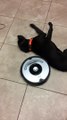 Cet aspirateur Roomba s'attaque à ce chien paresseux