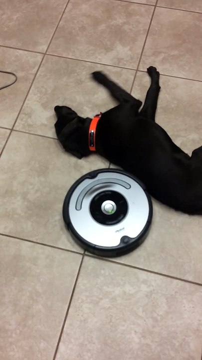Cet aspirateur Roomba s'attaque à ce chien paresseux