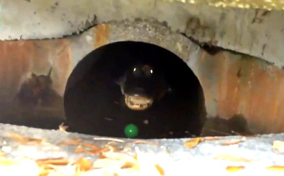 Man Finds Giant Hissing Alligator In His Sewer Drain