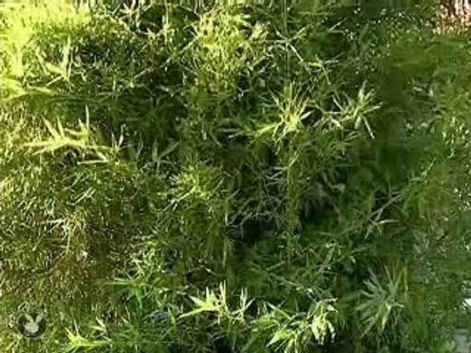 Fausse caméra cachée (complètement taré!!)