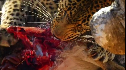 نمر يفترس غزالة بطريقة بشعة فوق الشجرة ليس لذوى القلوب الضعيفة   عالم الحيوانات المفترسة