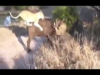 ملوك السافانا    الاسود تصطاد فرائسها بشكل مذهل   اشرس واقوى مقاطع افتراس الاسود للحيوانات البرية