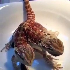 من عجائب الطبيعة    سحلية التنين الملتحي برأسين