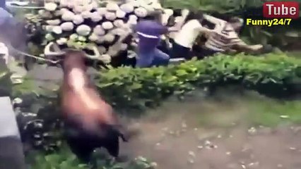 مهرجان الثيران بأسبانيا - عندما تتحول الفريسة الى صياد