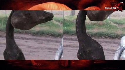 ANIMAL EXTRAÑO EN LEUBUCÓ @OxlackCastro RT