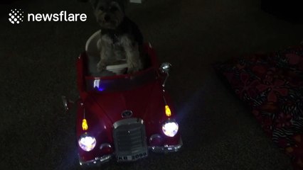 Puppy drives little car to ball pit