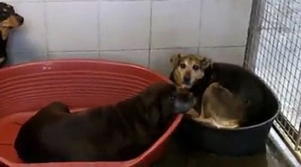 Vidéo SPA refuge de Beaussart