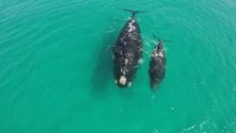 Watching this mother whale and her calf in the wild will bring you the peace you need