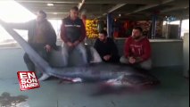 Tekirdağ'da köpek balığı yakalandı | En Son Haber