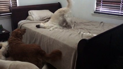 Guilty dog caught on bed, gives hilarious reaction