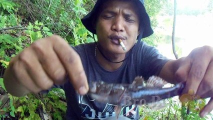 ini ponakannya ikan paus