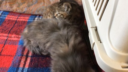 Adoptez au radeau des animaux !