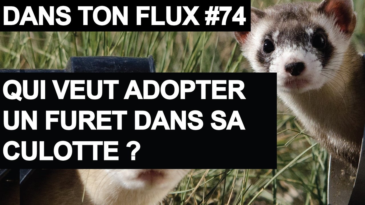 Qui veut adopter un furet dans sa culotte - #DansTonFlux 74