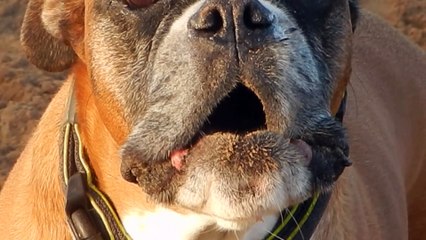 20161220, Zeppo, Rosendael Heath