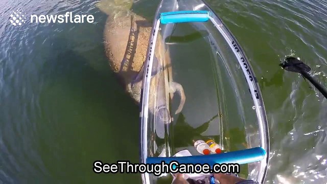 Canoeist has very close encounter with manatees in Florida