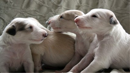 How to Care for Newborn Puppies