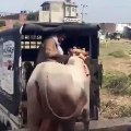 Choc : Cet homme se fait tué par une vache en Inde