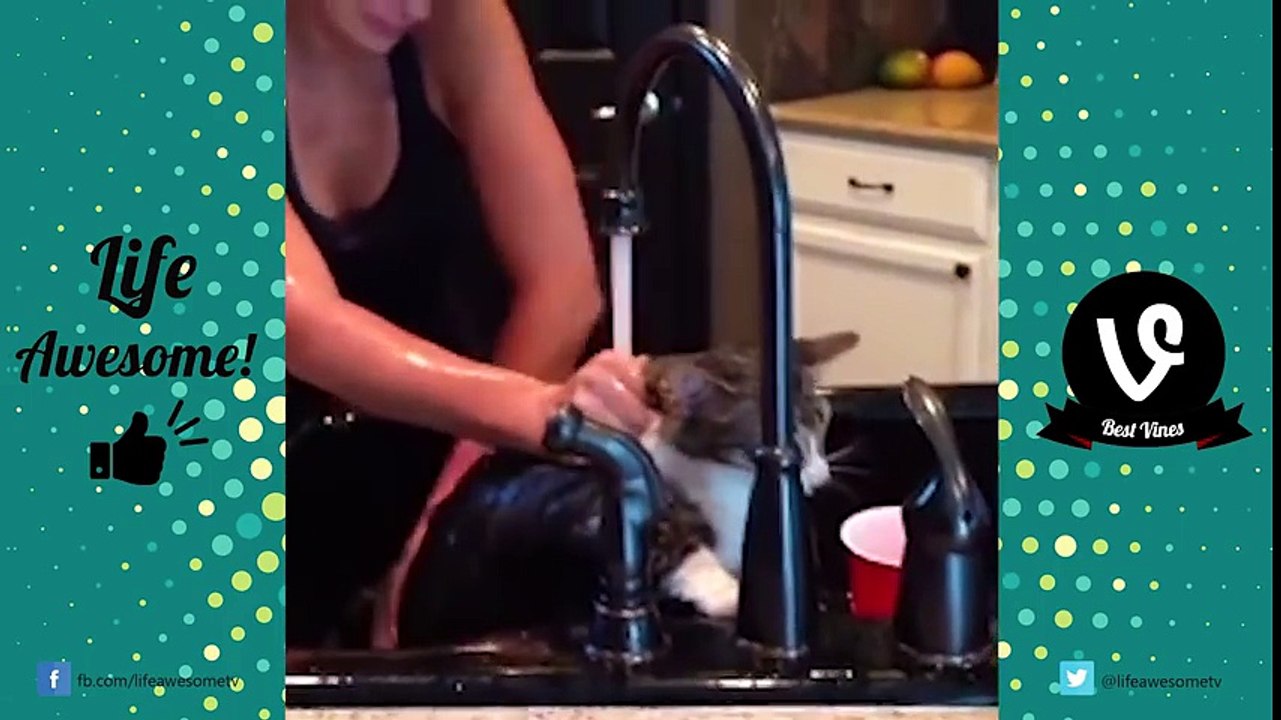 TRY NOT TO LAUGH - Funny CATS Guaranteed To Make You Laugh __ Funny Cat Compilation 2016