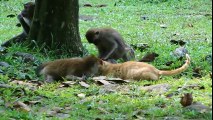 Monkeys VS CATS (HD) [Trip Burger Pets] Best Funny Video