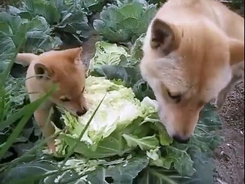 Собаки капусту поедаки